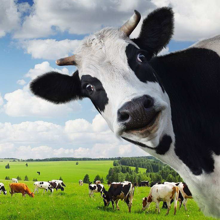 Image with cow and milk