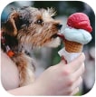 icecream8